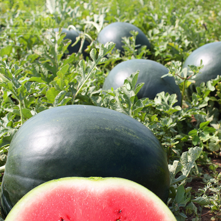 Лоріан F1 / Lorian F1,75-80 днів фото 1