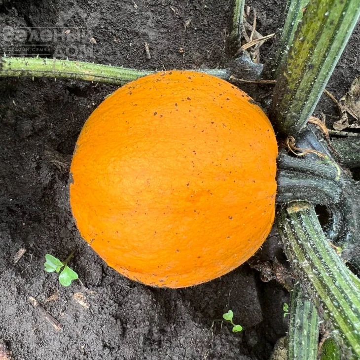 Апрентис F1 / Aprentis F1 фото 3