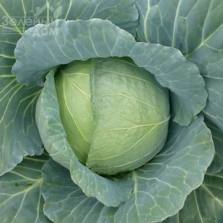 Хонка F1 / Honka F1 фото 1