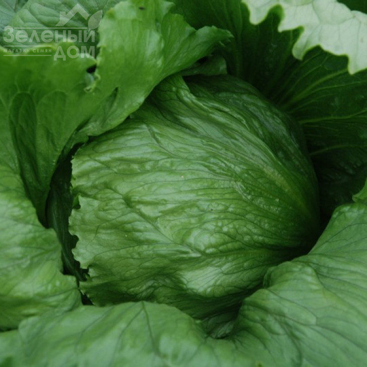 Експрешіон / Expression фото 2