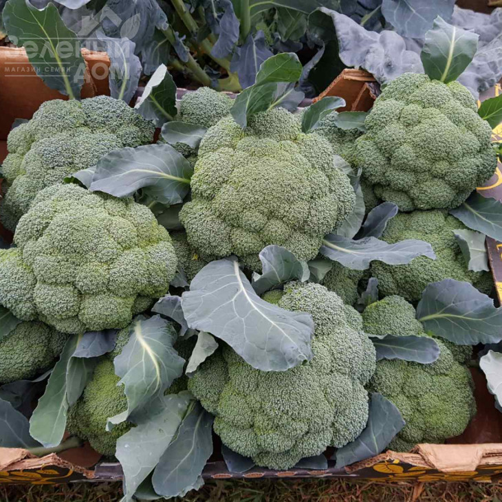 Самоа F1 / Samoa F1, 55-60 днів фото 6