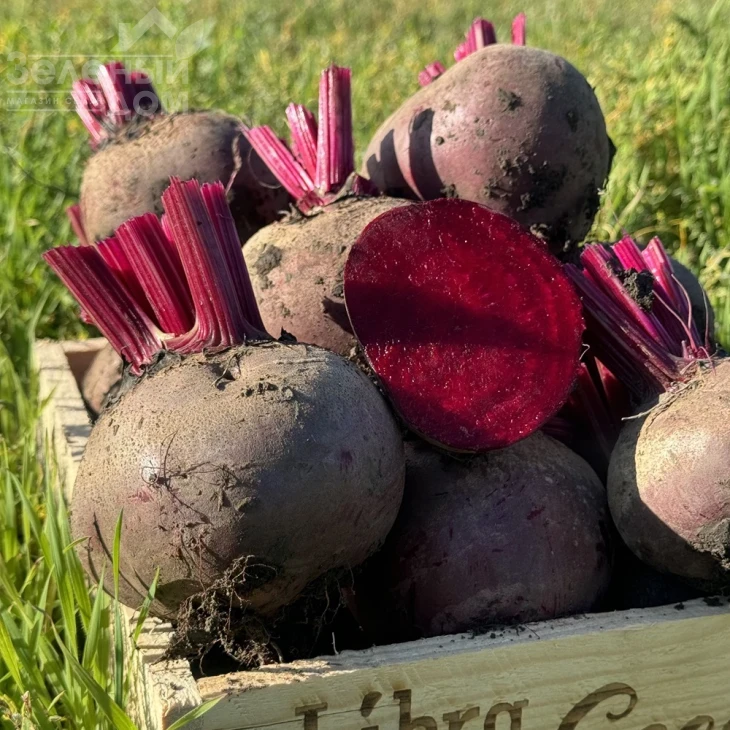 Руби Бой F1 / Ruby Boy F1, 100-105 дней фото 5