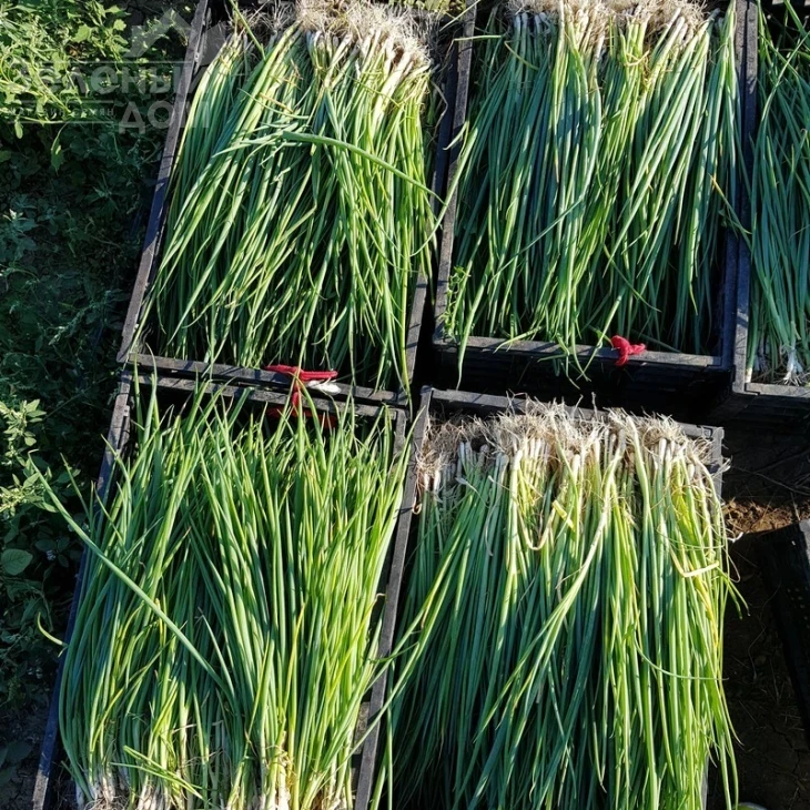 Кайгаро / Kaygaro,54 дня фото 3