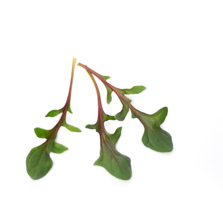 Ред Снепер F1 / Red Snapp F1 фото 2