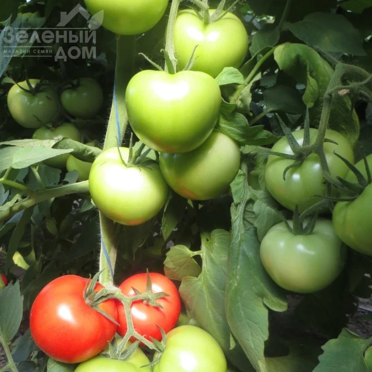 Оазис F1 / Oazis F1,67-70 дней фото 2