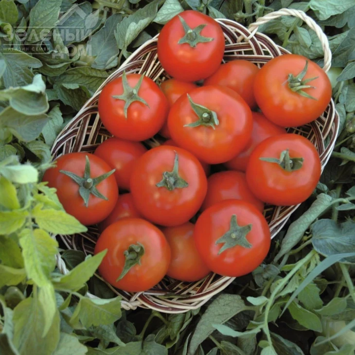 Топспорт F1 / Topsport F1,70-75 дней фото 1