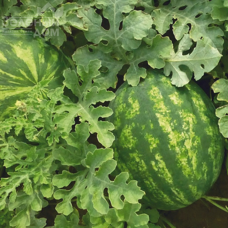 КС 635 F1 / KS 635 F1, 65-70 днів фото 1