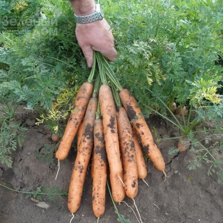 Анина / Anina,110-120 дней фото 2