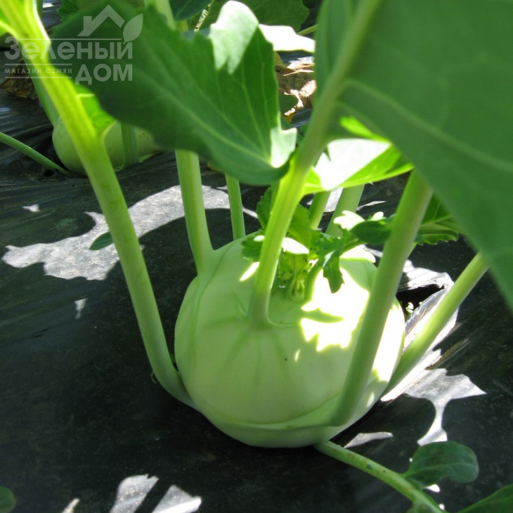 Лех F1 / Lech F1,50-55 днів фото 1