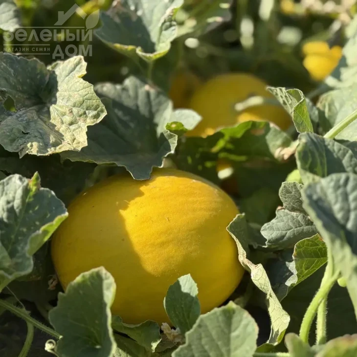 Сан Канария F1 / San Kanariya F1, 55-60 дней фото 1