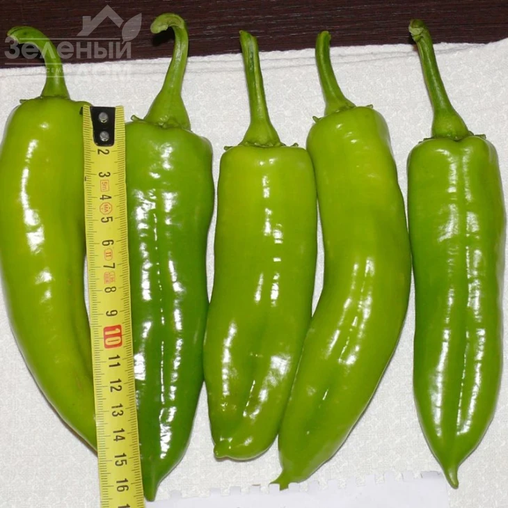 Сильви F1 / Silvi F1,60 дней фото 1