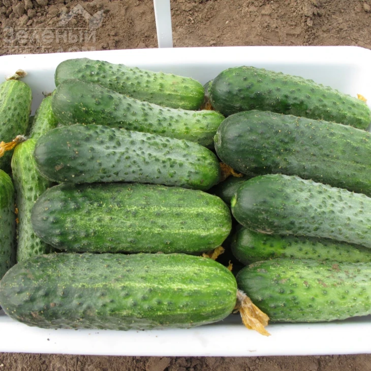 Криспина F1 / Crispina F1,38-40 дней фото 1