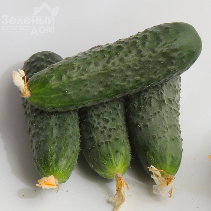 Джоккер F1 / Jokker F1,40-45 дней фото 1