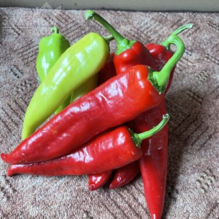 Горн F1 / Horn F1, 50-55 днів фото 2