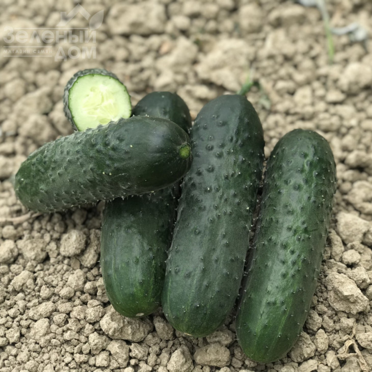 Ромоло F1 / Romolo F1 фото 1