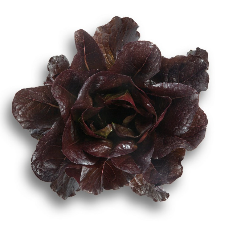 Турінус / Thurinus фото 1