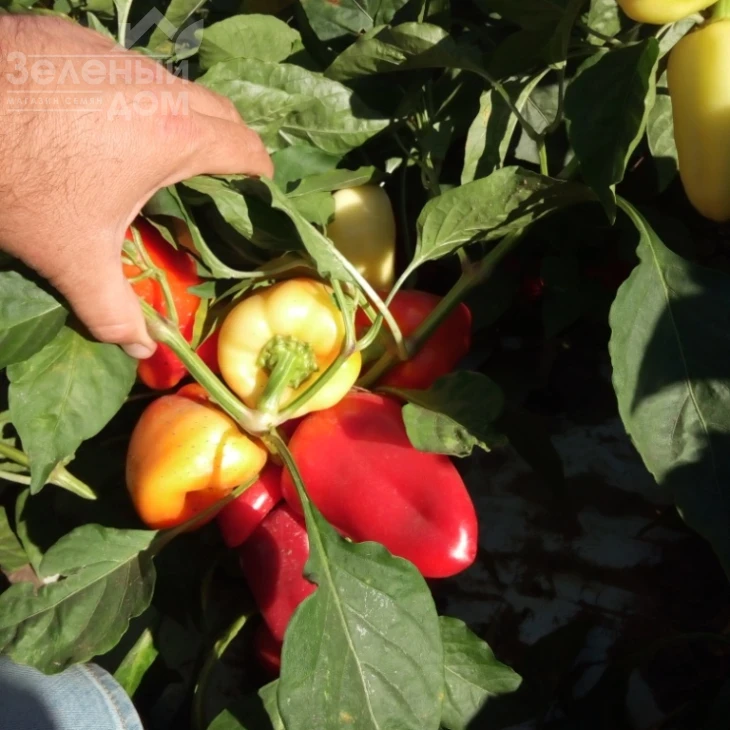 Лостун F1 / Lostun F1, 60-63 дня фото 5