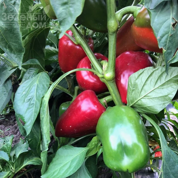 Комбат F1 / Combat F1,60 дней  фото 3