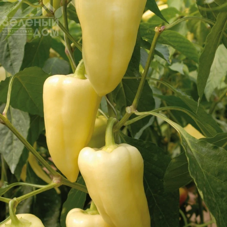 Немезис F1 / Nemezis F1 фото 1