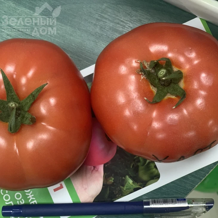 Хает F1 / Haet F1 фото 2