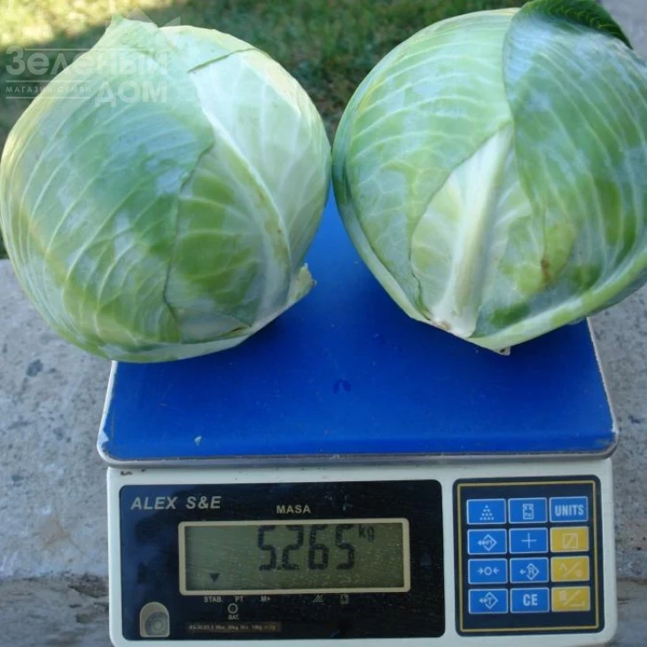 Гальватрон F1 / Galvatron F1,115 дней фото 3