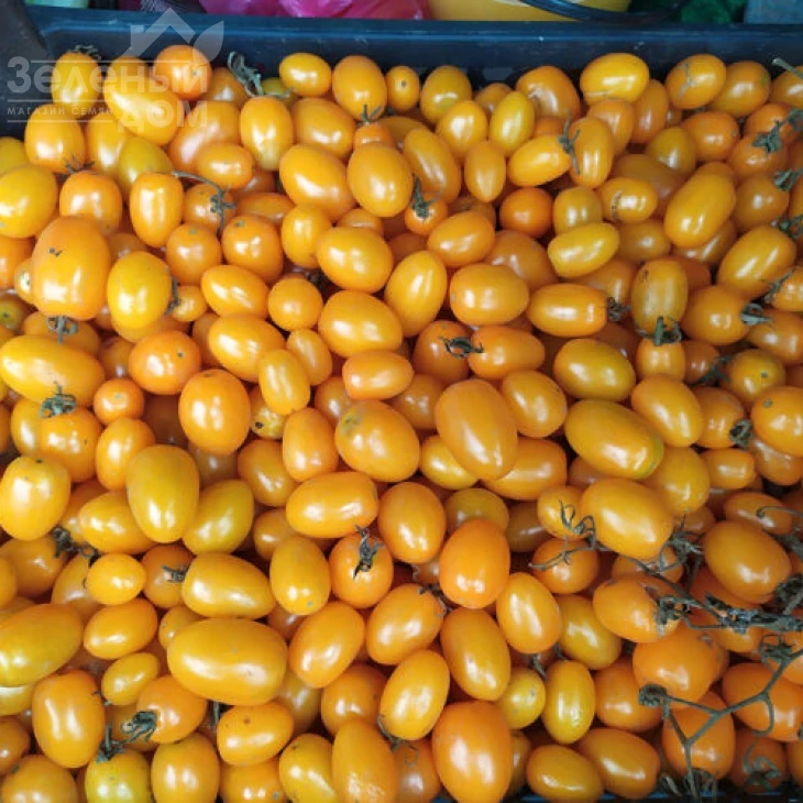 Миникин F1 / Minikin F1, 100 дней фото 2