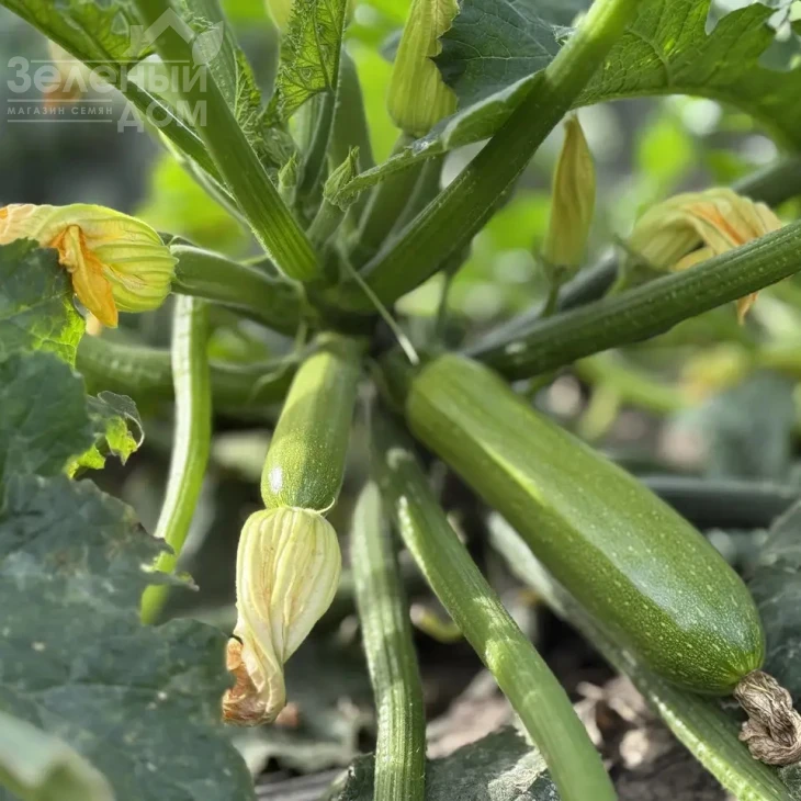 Фенси F1 / Fensy F1 фото 2