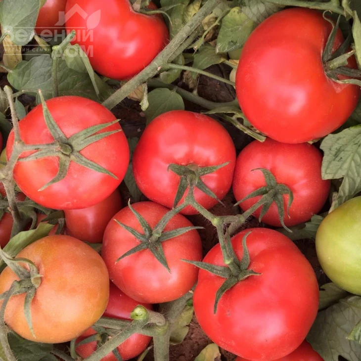 Саргас F1 / Sargas F1 фото 2