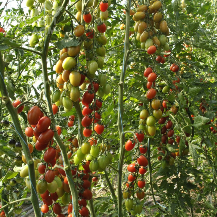 Туті-Фруті F1 / Tutti-Frutti F1,65-70 днів фото 1