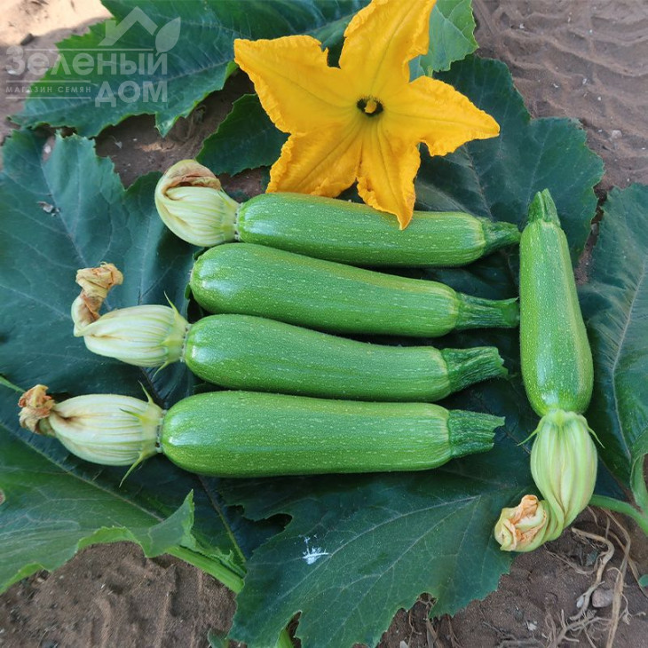 Юліан F1 / Yulian F1, 32-37 днів фото 1