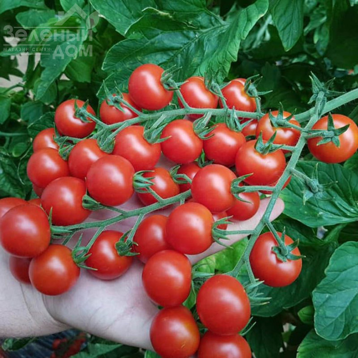 Преціозо F1 / Preciozo F1 фото 2