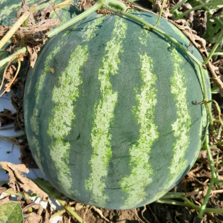 Янки F1 / Yanki F1, 55-58 дней фото 1