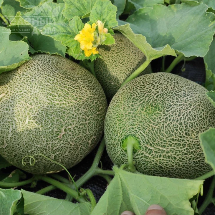 Сара F1 (INX 1231) F1 / SARA F1 (INX 1231) F1,48-50 дней фото 1