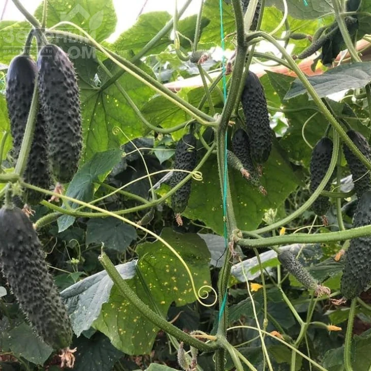 152-175 F1 / 152-175 F1,40-45 дней фото 3