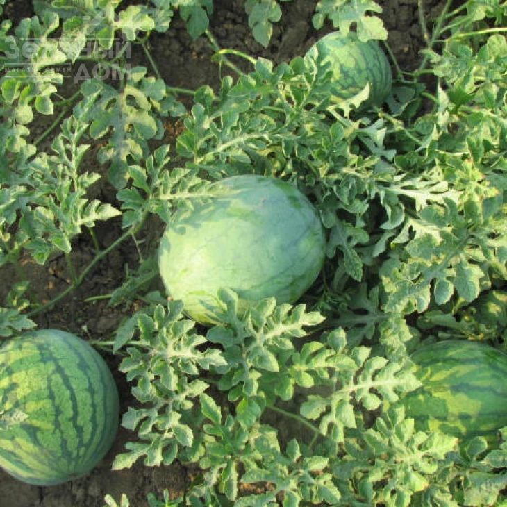 ЛС 1552 F1 / LS 1552 F1,70-75 дней фото 1