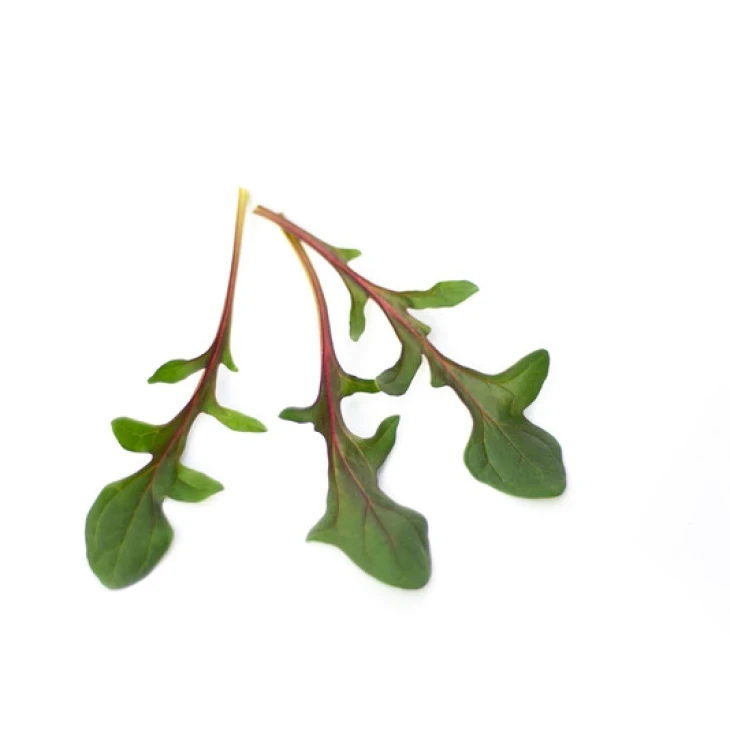 Ред Снепер F1 / Red Snapp F1 фото 2