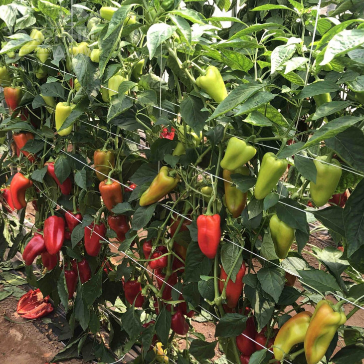 ПЛА 18266 F1 / PLA 18266 F1, 60-65 днів фото 3