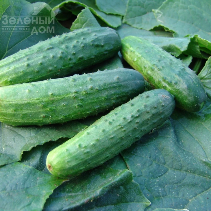 Эла F1 / Ela F1,45-55 дней фото 1