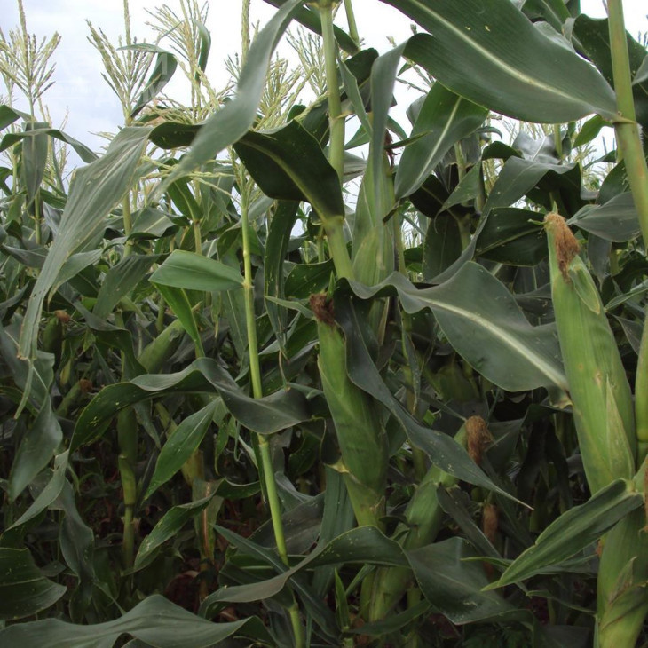 Добриня F1 / Dobrynja F1,70 днів фото 2