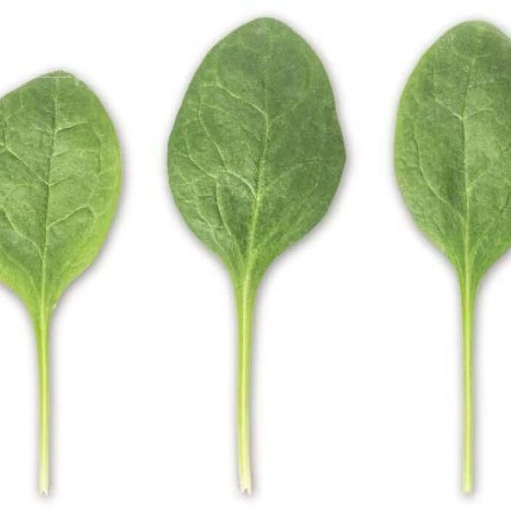 Сильвервейл F1 / Silverwhale F1 фото 2