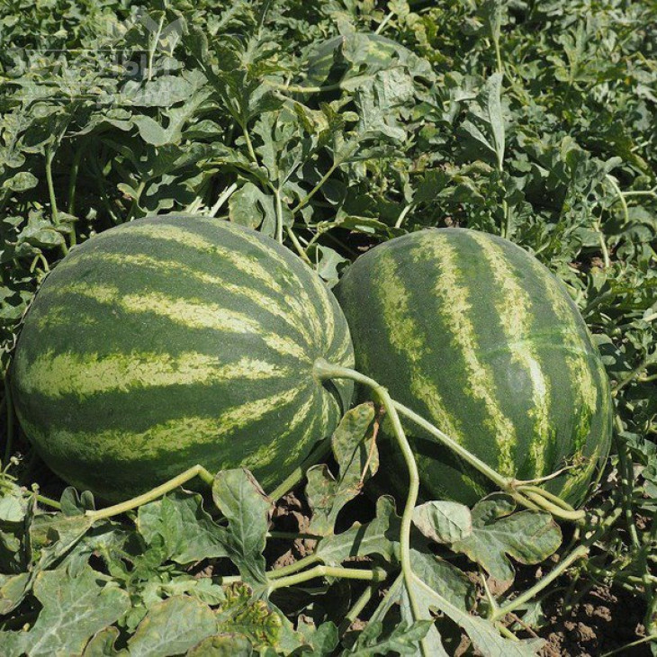 Епіка F1 / Epica F1, 62-65 днів фото 1