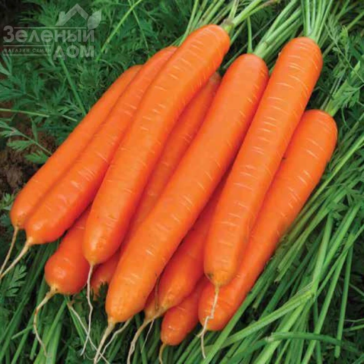 Каданс F1 / Kadans F1,135 дней фото 3