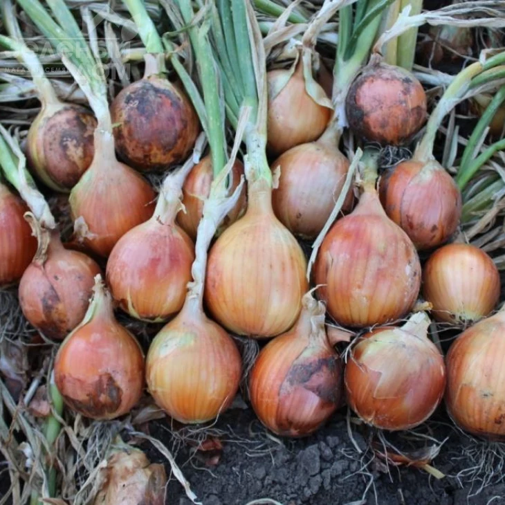 Ироко F1 / Iroko F1 фото 2