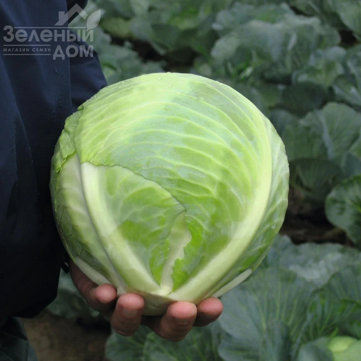 Риэкшен F1 / Reaction F1,118-120 дней фото 1