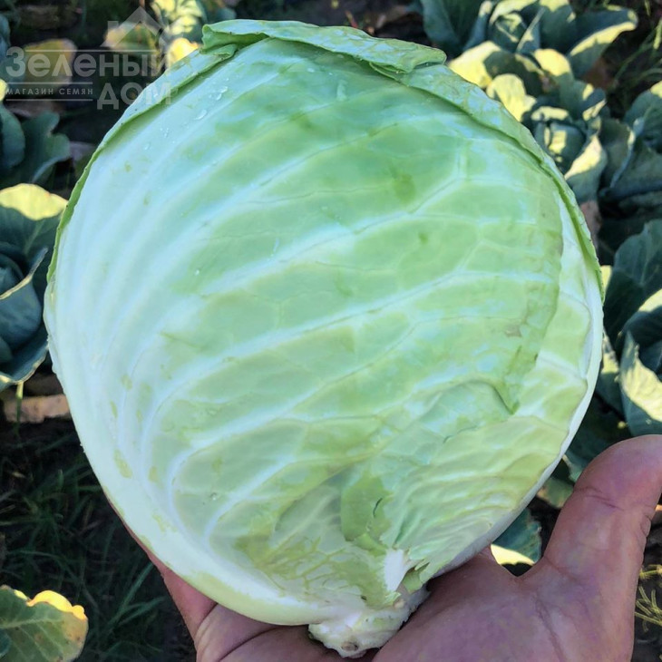 Фансі F1 / Fansi F1,85 днів фото 3