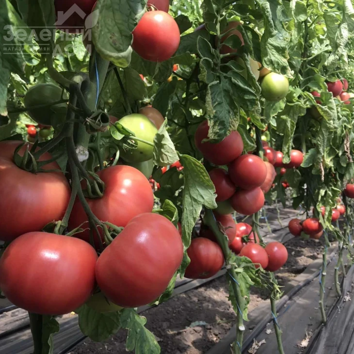 Пинк Клер F1  (HTP-11) / Pink Claire F1  (HTP-11),105-115 дней фото 5