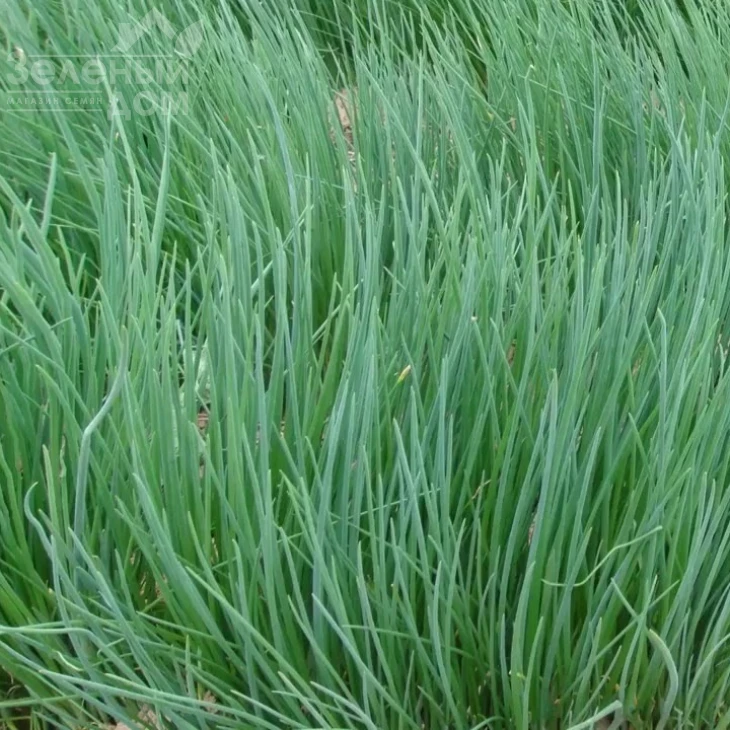 Бигги / Biggi фото 1