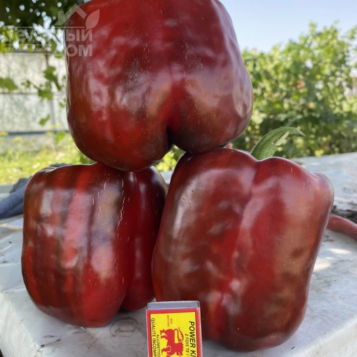 Вангард F1 / Vangard F1,85 дней фото 2