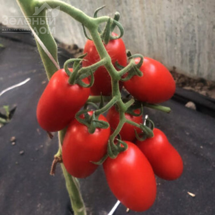 Візард F1 / Vizard F1 фото 2