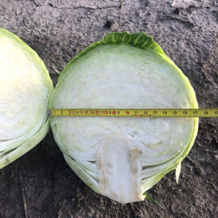 Меріленд F1 / Merilend F1,120 днів фото 2